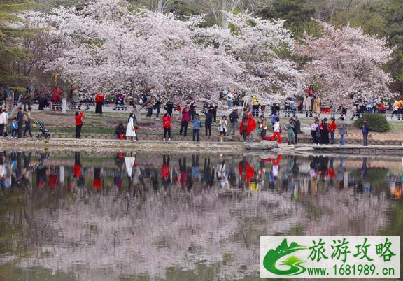 2022北京玉渊潭樱花最佳赏花期