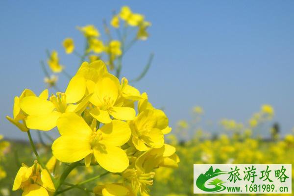 2022哪里的油菜花盛开最美?这些热门的地方不要错过