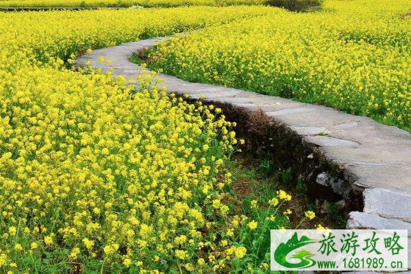 2022广东油菜花旅游景点 广东哪里看油菜花海