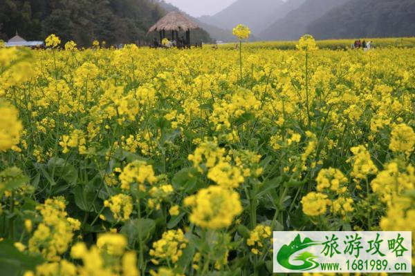 2022广州从化去哪里看油菜花 附观赏地推荐