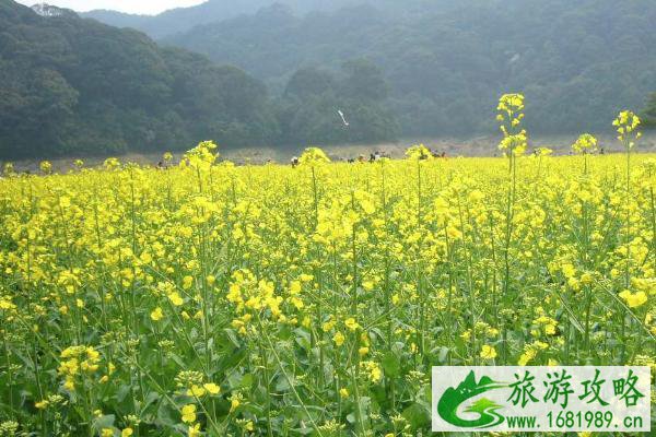 2022广州从化去哪里看油菜花 附观赏地推荐