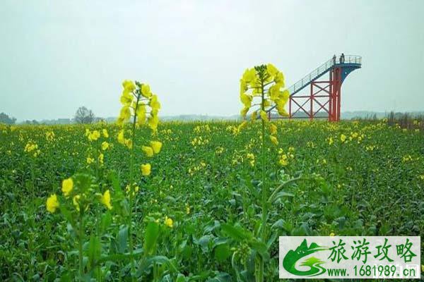 南昌安义油菜花在哪里?2022最近观赏期是什么时候?