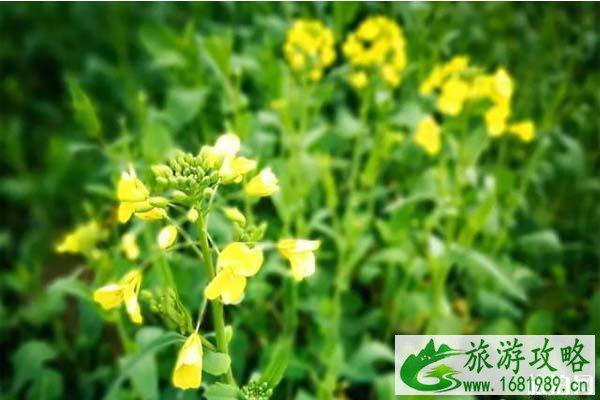 南昌安义油菜花在哪里?2022最近观赏期是什么时候?