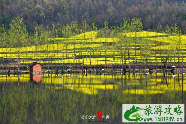 油菜花最好的地方是哪 每一个都值得一去