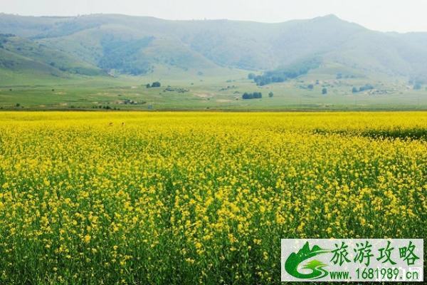 2022东莞桥头油菜花什么时候开花 附游玩攻略