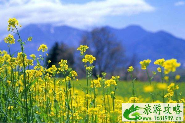 2022东莞桥头油菜花什么时候开花 附游玩攻略