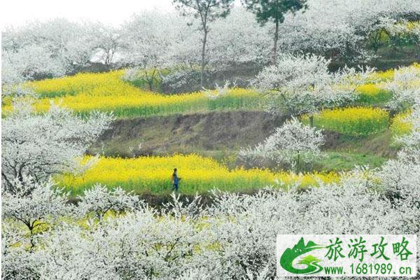 三月油菜花最佳观景地区推荐2022