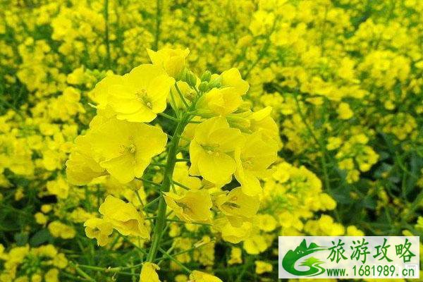 2022汉中油菜花节主会场在哪?什么时候开?