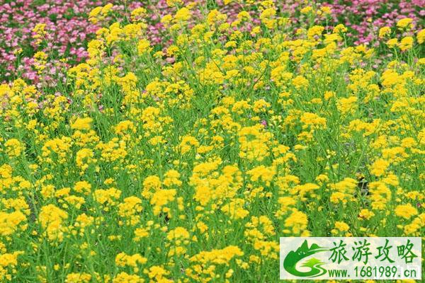 2022汉中油菜花节主会场在哪?什么时候开?