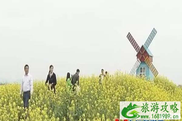 彭泽棉船油菜花介绍 什么时候开放