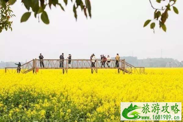 彭泽棉船油菜花介绍 什么时候开放