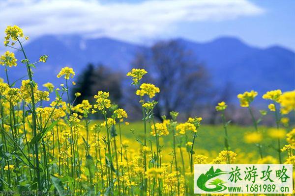 2022南京永宁油菜花几月份开 附观赏指南