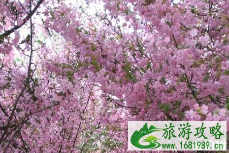 永福樱花园需要门票吗 永福2022年樱花门票及花期介绍