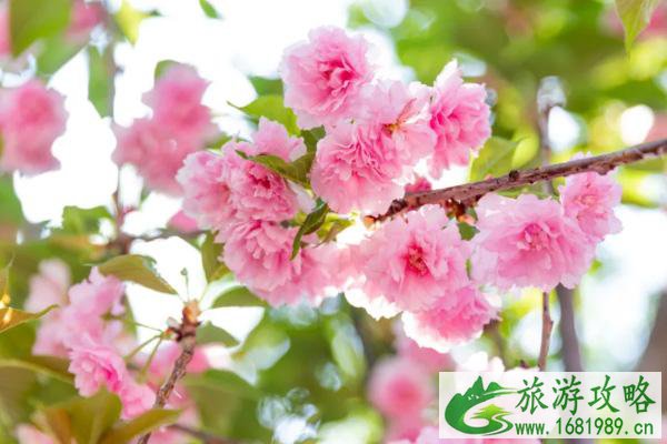 深圳樱花在哪里看2022 盛花期什么时候