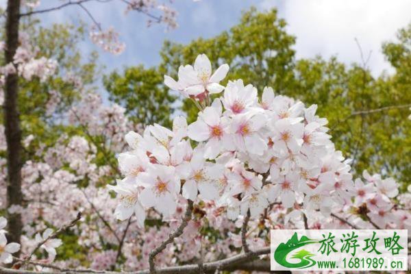 香港有哪些地方可以赏樱花