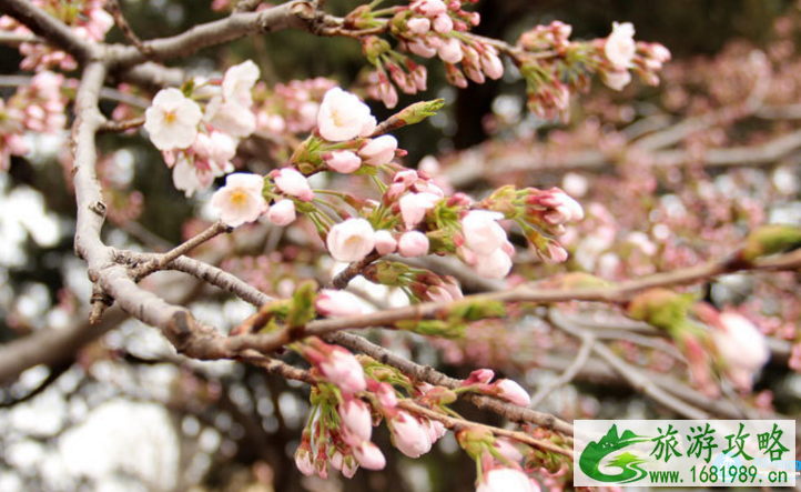 青岛樱花什么时候开 青岛哪里有樱花