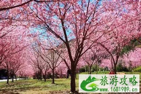 广州三月去哪赏花 2022广州樱花节时间地点以及门票价格