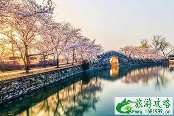 无锡拈花湾樱花什么时候开2022 最佳赏樱时间及赏樱地点