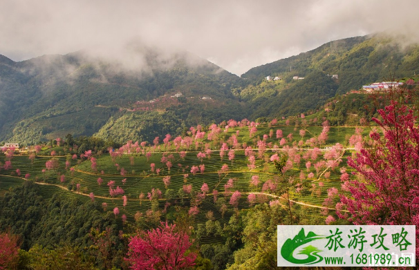 大理无量山樱花几月开 无量山樱花谷拍摄技巧攻略