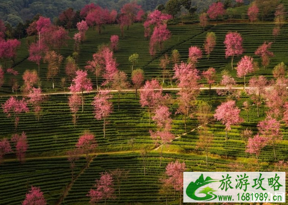 大理无量山樱花几月开 无量山樱花谷拍摄技巧攻略