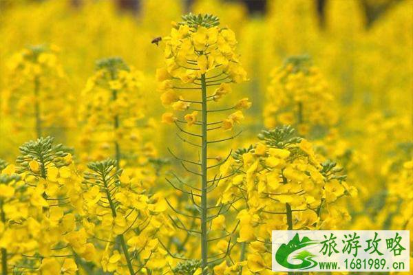 2022杭州油菜花什么时候开花