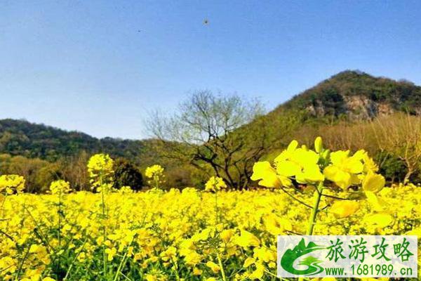 2022杭州油菜花什么时候开花