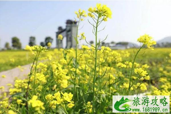 2022福州花海公园油菜花什么时候开