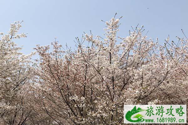 长沙樱花什么时候开放 长沙赏樱花的地方2022