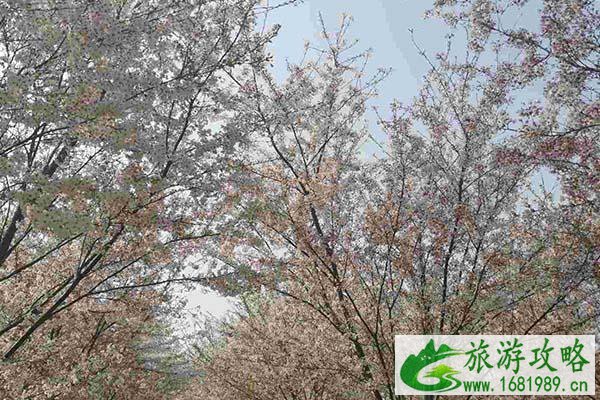 长沙樱花什么时候开放 长沙赏樱花的地方2022