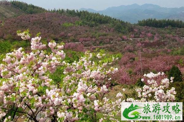 宁波四明山杖锡樱花基地在哪?花期是什么时候?