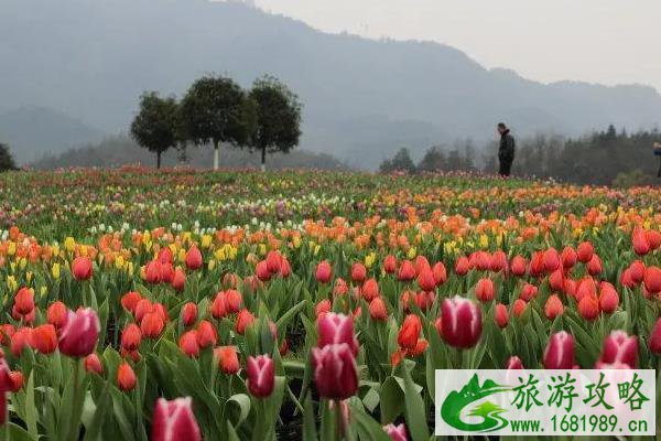 重庆哪里有郁金香花海