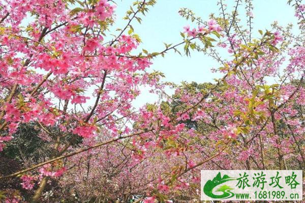 2022重庆南山植物园樱花什么时候开 交通指南