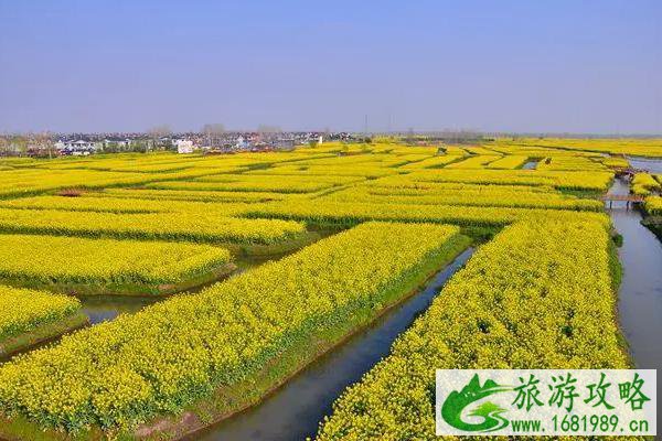 2022兴化油菜花景点在哪里及游玩攻略