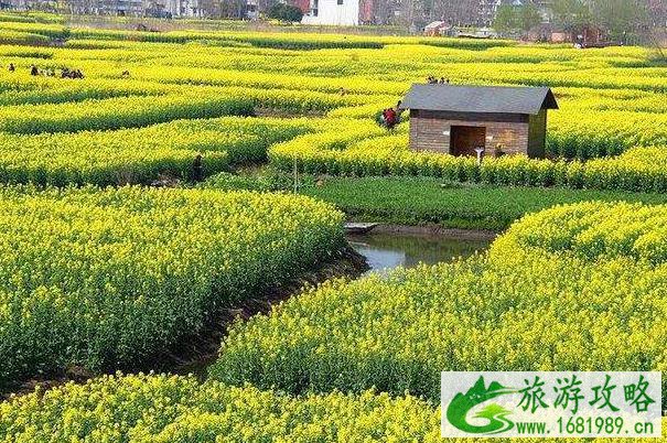 2022兴化油菜花景点在哪里及游玩攻略