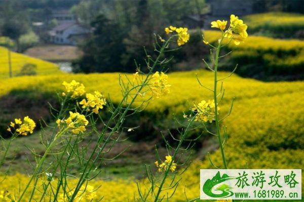 汉中油菜花最佳观赏时间2022 附最佳观赏地