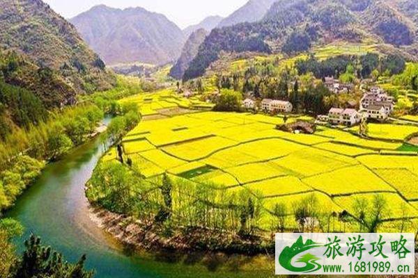 汉中油菜花最佳观赏时间2022 附最佳观赏地