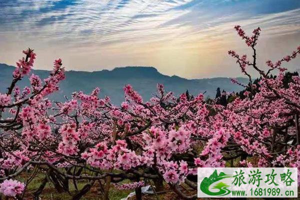 龙泉桃花开了吗2022 龙泉桃花节是几月几日