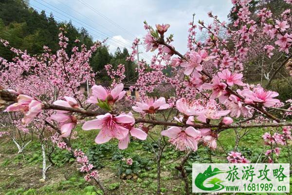 龙泉桃花开了吗2022 龙泉桃花节是几月几日