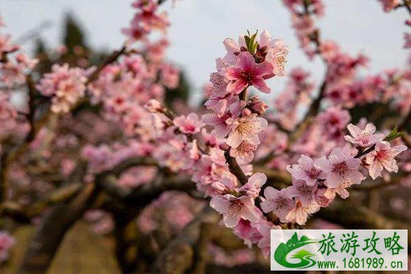 龙泉桃花开了吗2022 龙泉桃花节是几月几日