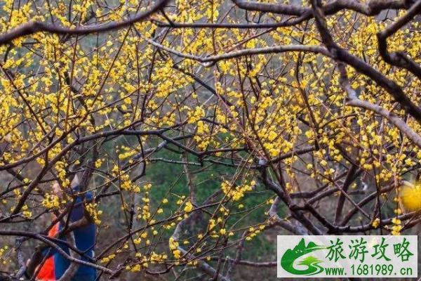 济南赏梅花的地方推荐