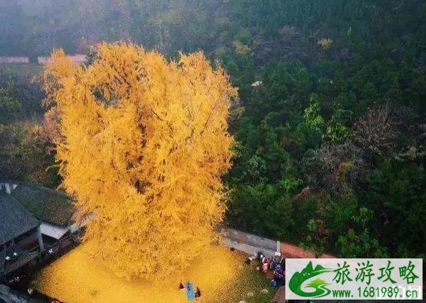 大漠胡杨林景区介绍