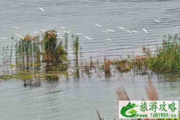 2022重庆广阳岛春节游玩攻略