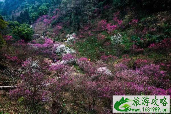 成都看梅花哪里比较好