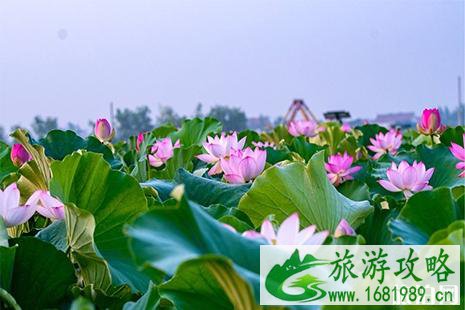 圆明园荷花开放时间 荷花节时间是几月几日举办