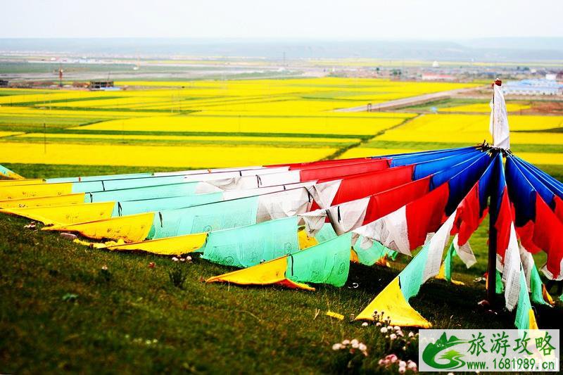 青海湖油菜花几月开 六月去青海湖穿什么