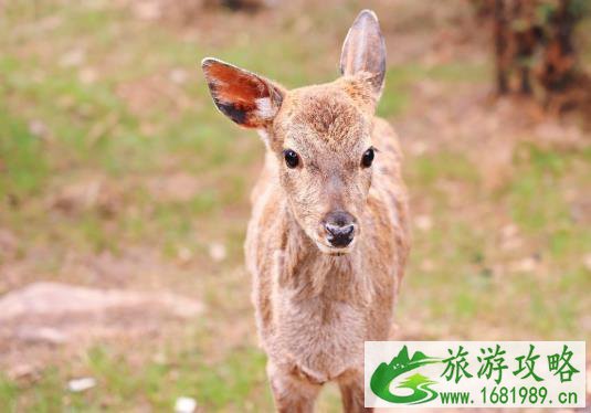 伏羲山云上牧场攻略 伏羲山云上牧场门票多少钱