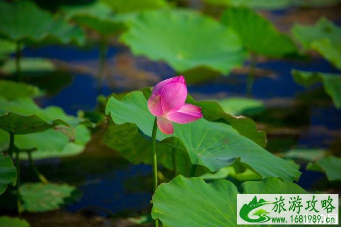 宁夏自驾游攻略及花费介绍 这份6日游路线很经典