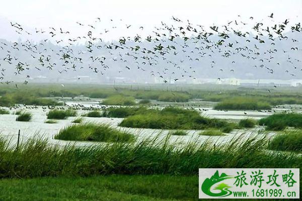 福州能观鸟景点在哪 观鸟地点推荐