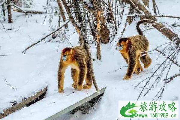 神农架冬天有什么好玩的 不仅仅只有滑雪了