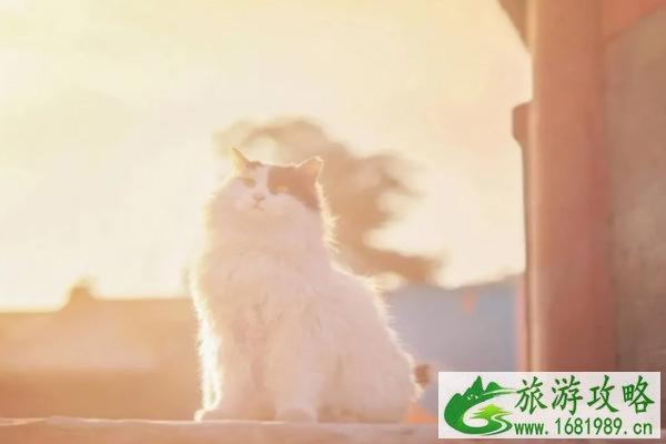 故宫的猫名字大全 故宫的猫在哪里能找到